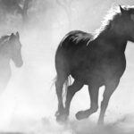 The Four horses of Revelation (2)