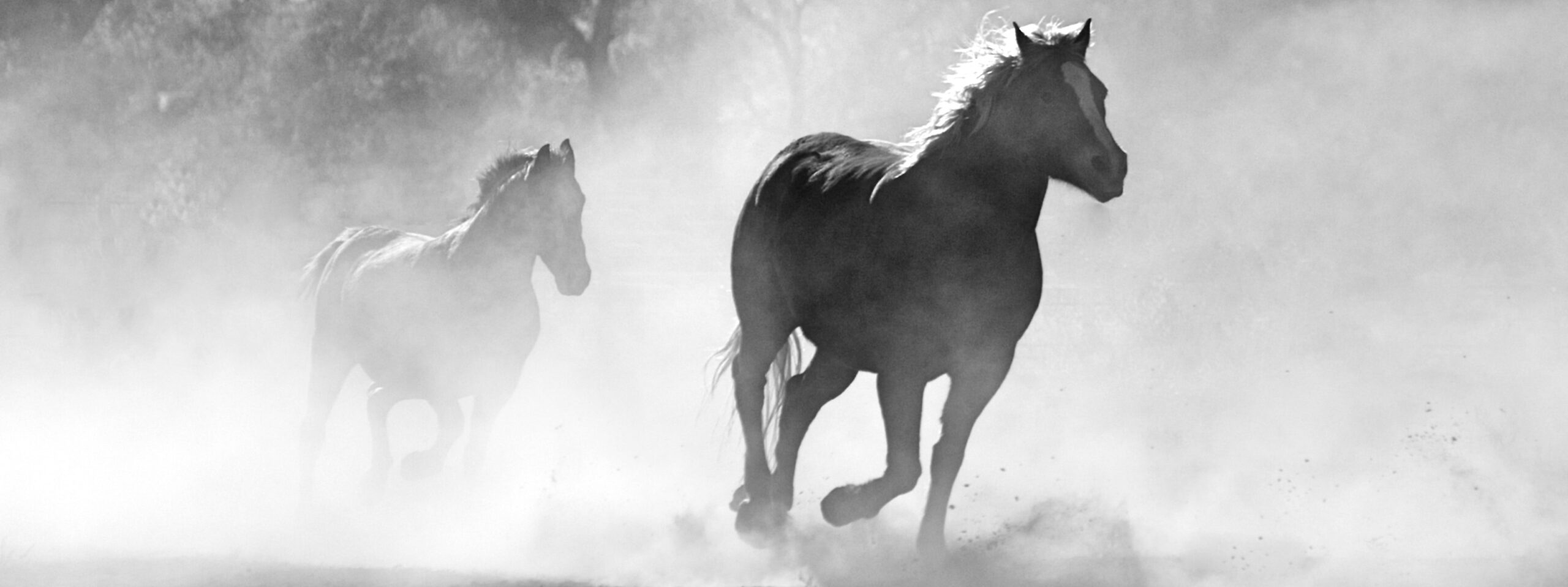 Read more about the article The Four horses of Revelation (2)
